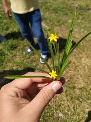 Hypoxis decumbens