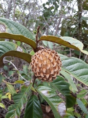 Annona monticola
