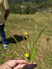 Hypoxis decumbens