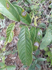 Annona monticola