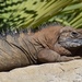 Iguana de Jamaica - Photo (c) Chalon Boesel, algunos derechos reservados (CC BY-NC), subido por Chalon Boesel