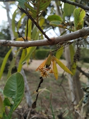 Trizeuxis falcata