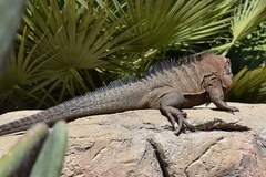 Cyclura collei
