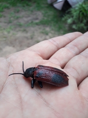 Coraliomela quadrimaculata