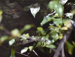 Polyplectron bicalcaratum