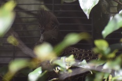 Polyplectron bicalcaratum
