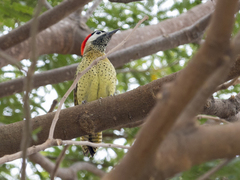 Colaptes punctigula