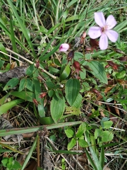 Pterogastra divaricata