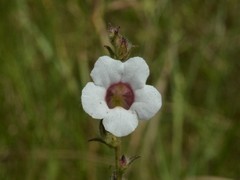 Centranthera cochinchinensis
