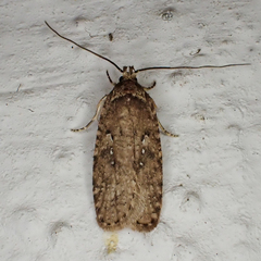 Agonopterix heracliana