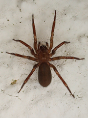 Cicurina cicur