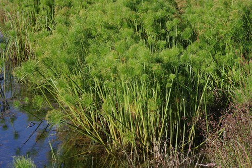 Cyperus prolifer