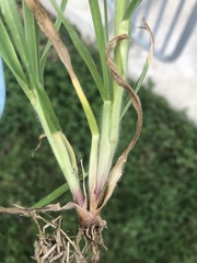 Bromus catharticus catharticus