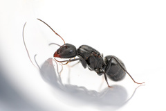 Camponotus ulcerosus