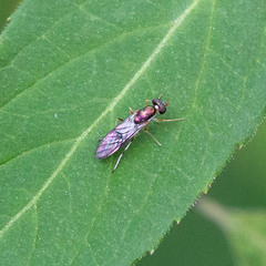 Merosargus caeruleifrons