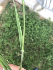 Bromus catharticus catharticus