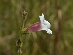 Centranthera cochinchinensis