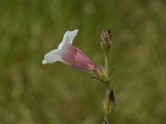 Centranthera cochinchinensis