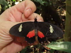 Parides eurimedes