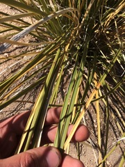 Nolina microcarpa