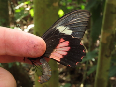 Parides eurimedes