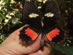 Parides eurimedes