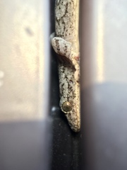 Gekko japonicus