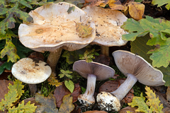 Cortinarius violaceipes
