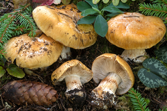 Cortinarius subrugulosus
