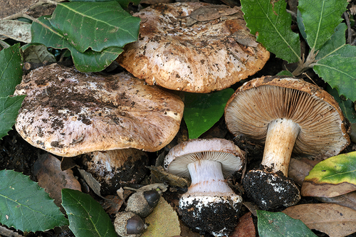 Cortinarius rapaceotomentosus · iNaturalist