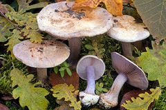 Cortinarius violaceipes