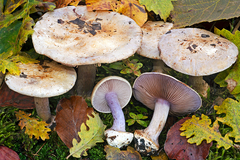 Cortinarius violaceipes
