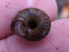 Anguispira strongylodes