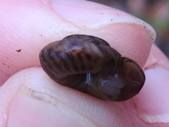 Anguispira strongylodes