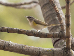 Setophaga ruticilla