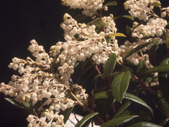 Gaultheria paniculata