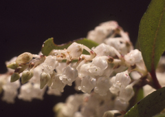 Gaultheria paniculata