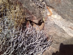 Crotalus ruber ruber