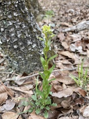 Borodinia missouriensis