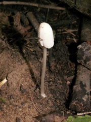 Coprinellus xanthothrix