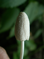 Coprinellus xanthothrix
