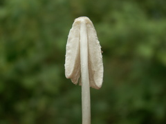 Coprinellus xanthothrix