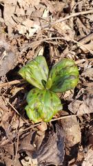 Trillium cuneatum