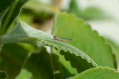 Macugonalia cavifrons