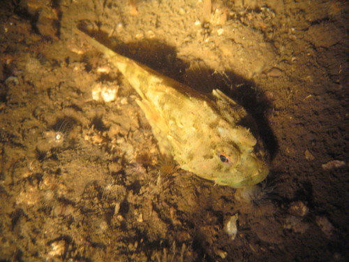 Longspined Bullhead, Zeeuwse meren, 158_13_400, NL, photo 7 of 10