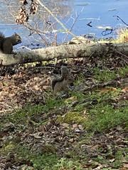 Sciurus carolinensis