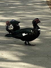 Cairina moschata domestica