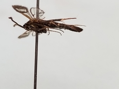 Synanthedon helenis