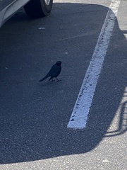 Euphagus cyanocephalus