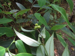 Phyllanthus hypospodius